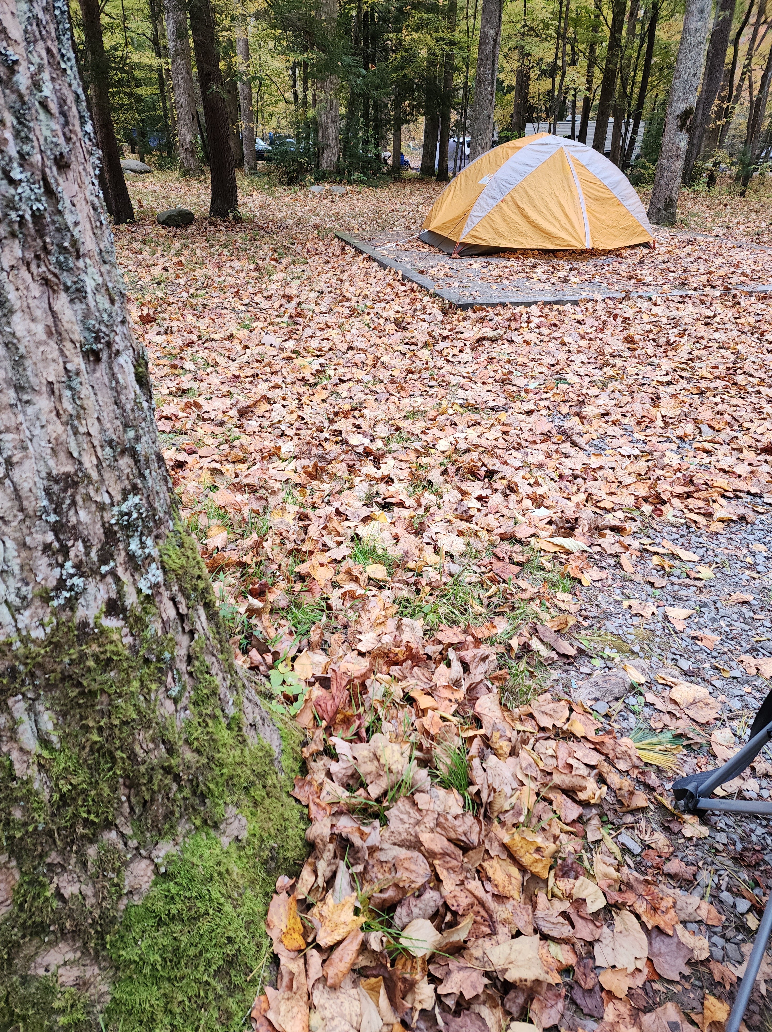 A small yellow tent in the middle of trees and fallen leaves on the ground.